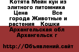 Котята Мейн-кун из элитного питомника › Цена ­ 20 000 - Все города Животные и растения » Кошки   . Архангельская обл.,Архангельск г.